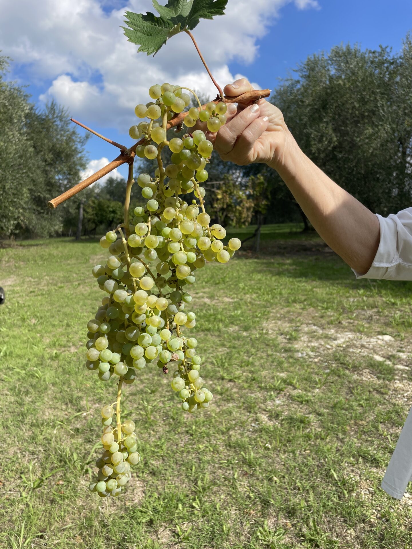 Grapes