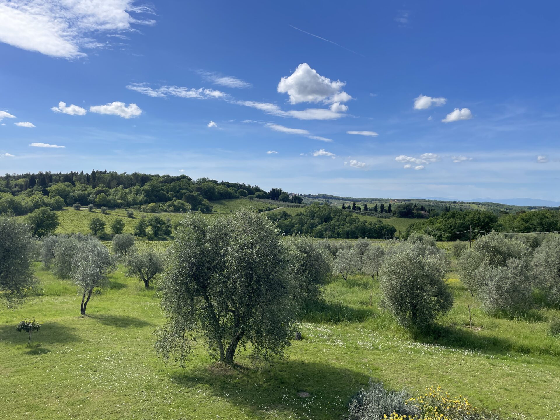 Podere Cerbaia paesaggio oliveta e cielo con nuvole