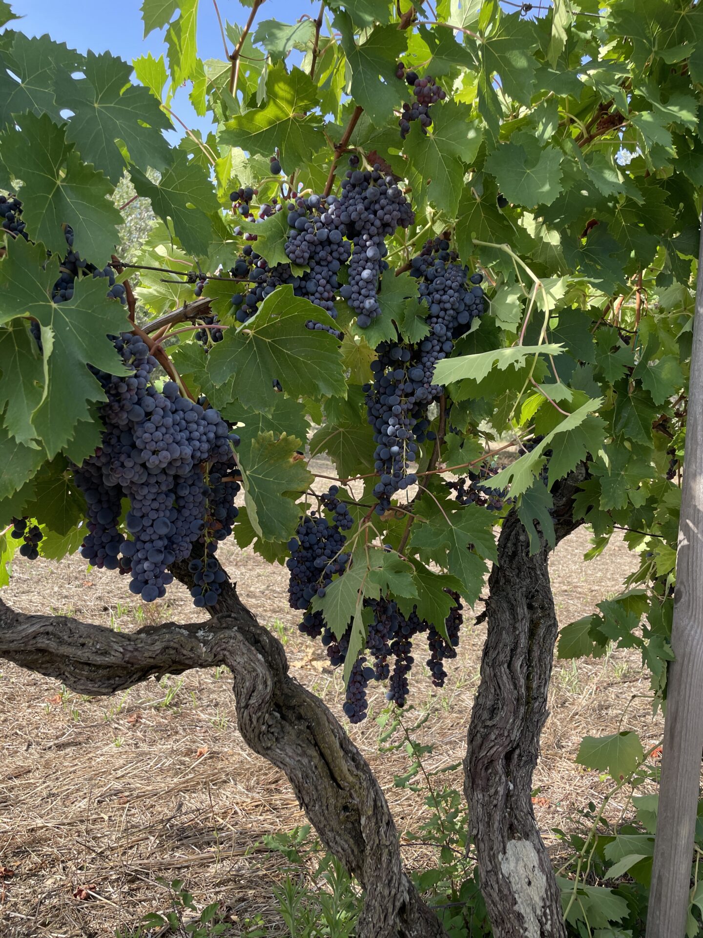Italian Tuscan grapes