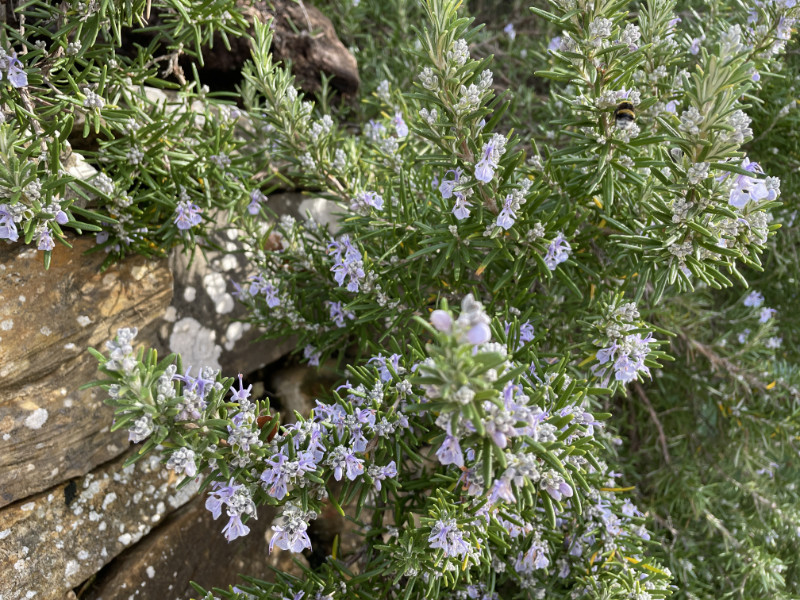 NatureWalks_in_Italy_Rosmarino