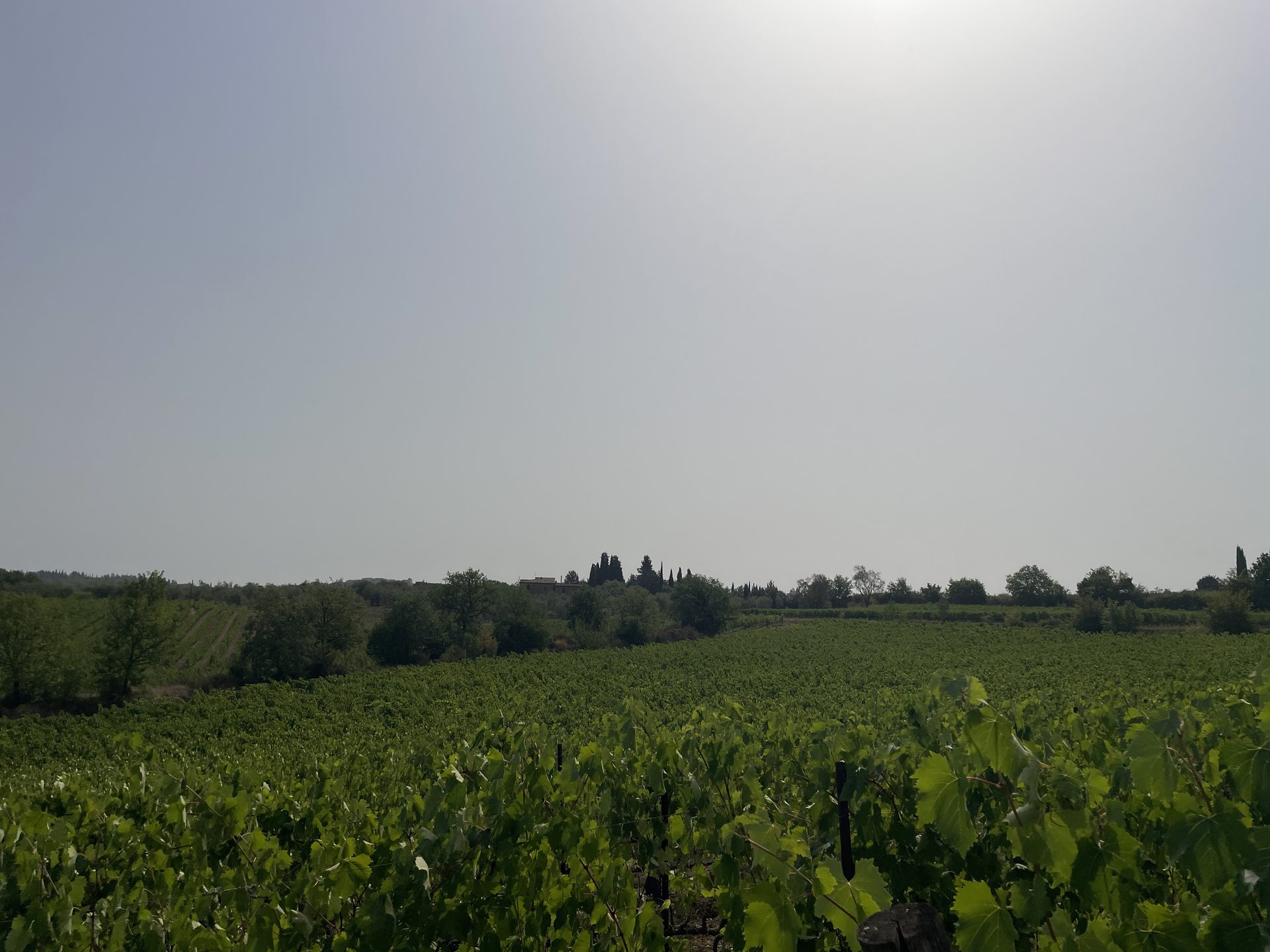 Vineyards in Chianti surronding Podere Cerbaia